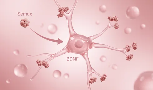 Stylized illustration of a branching brain cell with knobbly molecules gathered at the tips of its branches, tagged BDNF, with a beaded round molecule labelled Semax arriving along a curved arrow.